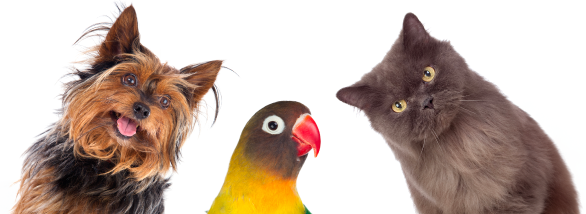Pet Emotions